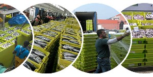 Cajas sostenibles para pescado, la solución creada por IFCO y TEPSA 