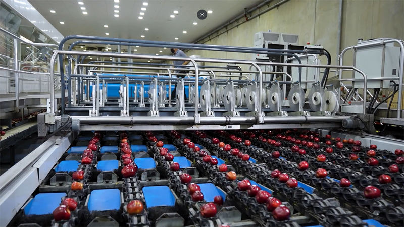 RM6 Washington Fruit copy